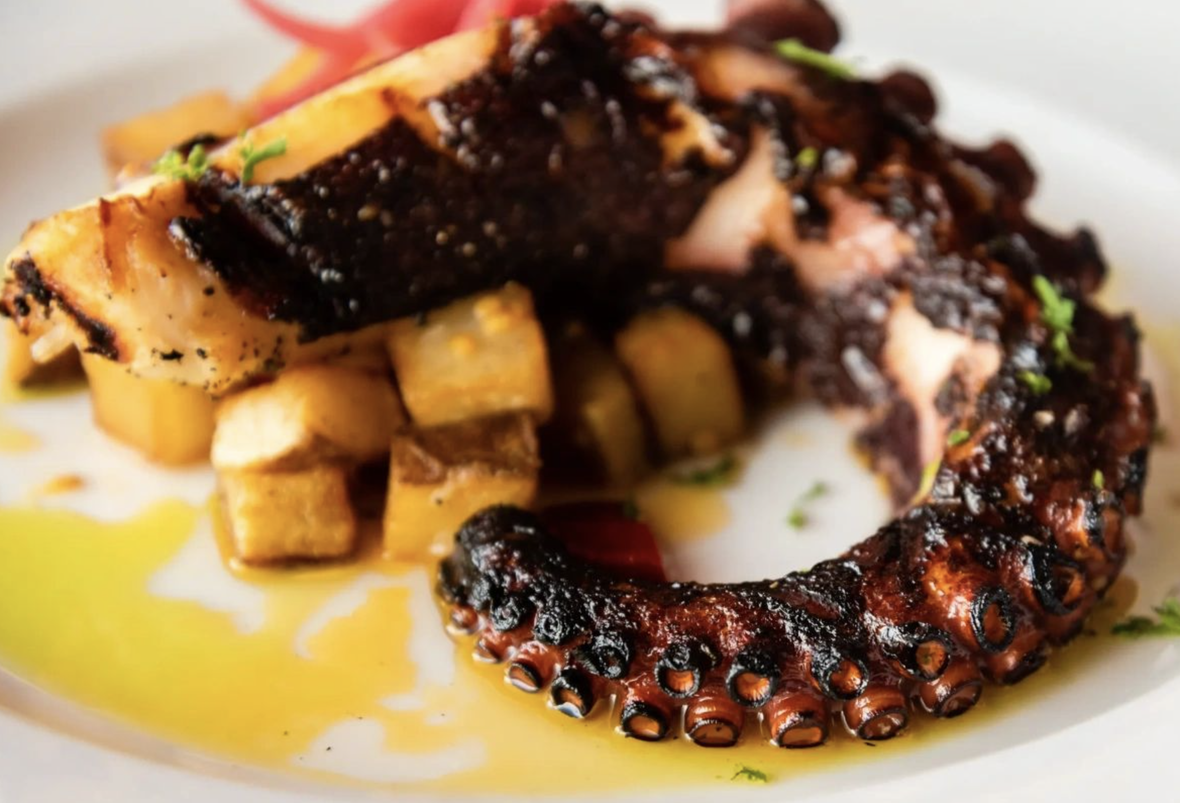 Grilled octopus appetizer